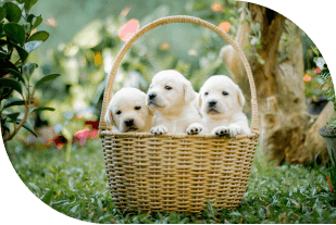 Dog Breeding