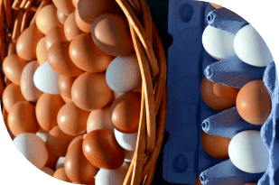 Fresh Eggs