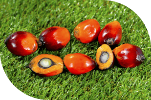 Oil Palm